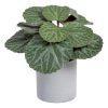 SAXIFRAGA VERDE "PVC" 20 X 21 X 18 CM