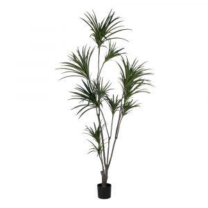 planta-dracaena-verde-goma-220-cm-612207
