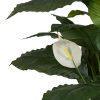 612251-02 VERDE-BLANCO