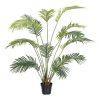 PLANTA ARECA EXTERIOR 150 CM