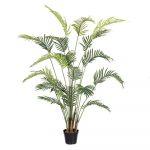 PLANTA ARECA EXTERIOR 180 CM