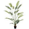 PLANTA ARECA EXTERIOR 210 CM PLANTA ARECA EXTERIOR 210 CM