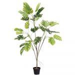 PLANTA MONSTERA EXTERIOR 180 CM