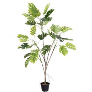 PLANTA MONSTERA EXTERIOR 180 CM