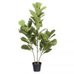 PLANTA FICUS EXTERIOR 120 CM