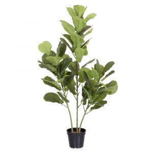 PLANTA FICUS EXTERIOR 120 CM