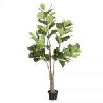 PLANTA FICUS EXTERIOR 175 CM