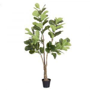 PLANTA FICUS EXTERIOR 175 CM