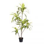 PLANTA DRACENA EXTERIOR 150 CM