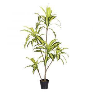 PLANTA DRACENA EXTERIOR 150 CM
