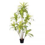 PLANTA DRACENA EXTERIOR 180 CM