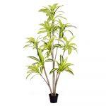 PLANTA DRACENA EXTERIOR 210 CM